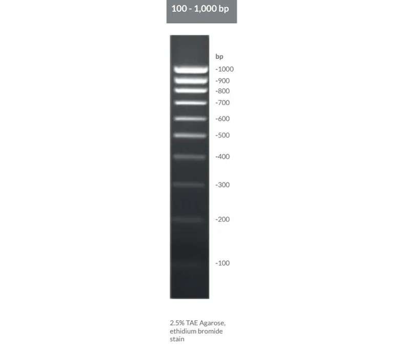 BrightMAX™ 100 - 1,000 bp DNA Ladder - Image 2