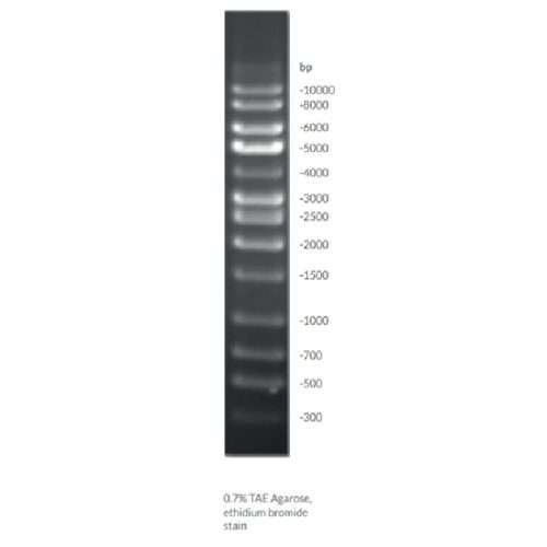 Brightmax DNA ladder 500 bp to 10 kb