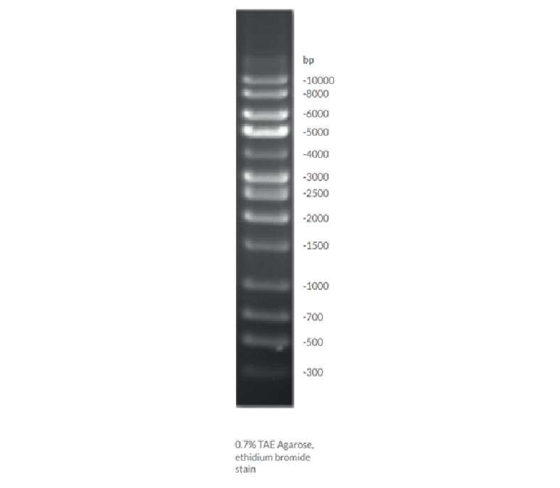 Brightmax DNA ladder 500 bp to 10 kb