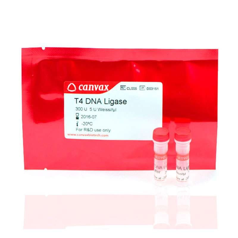 T4 DNA Ligase
