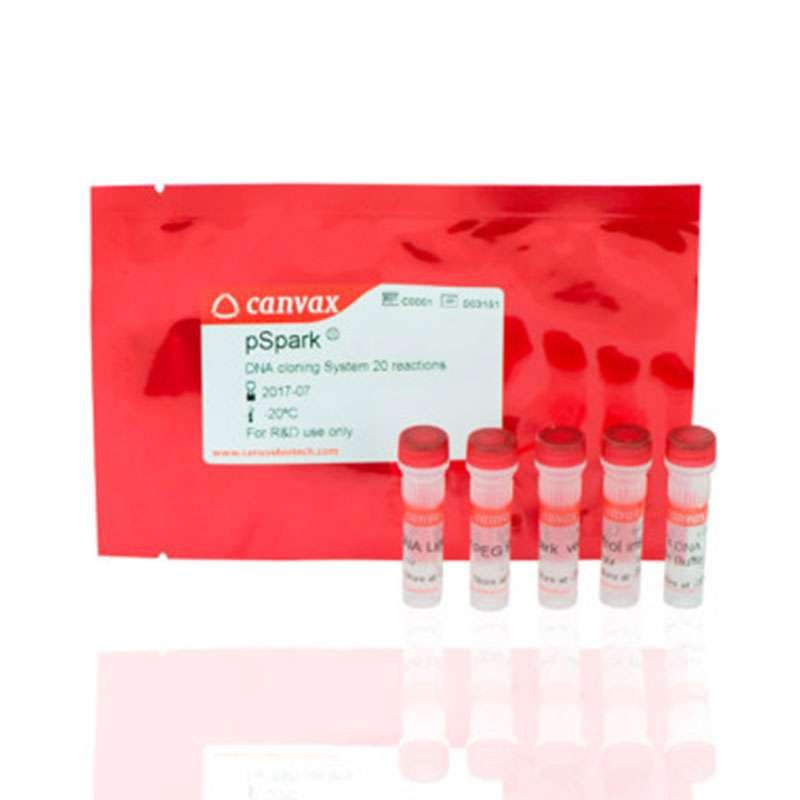 blunt-end cloning, blunt-end DNA cloning, universal cloning kit, TA cloning kit