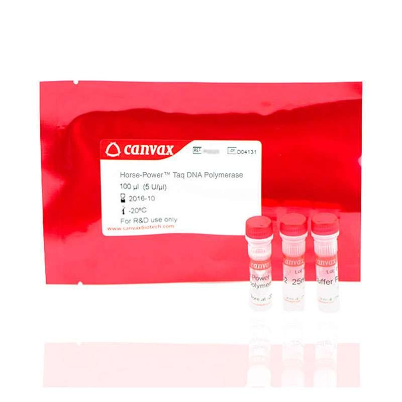 taq dna polymerase1
