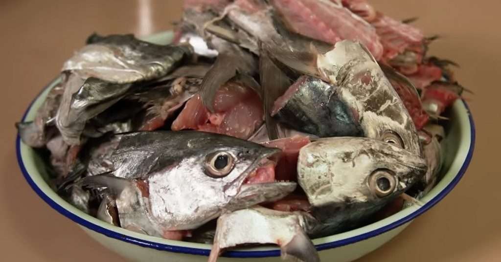 Fish waste in a bowl