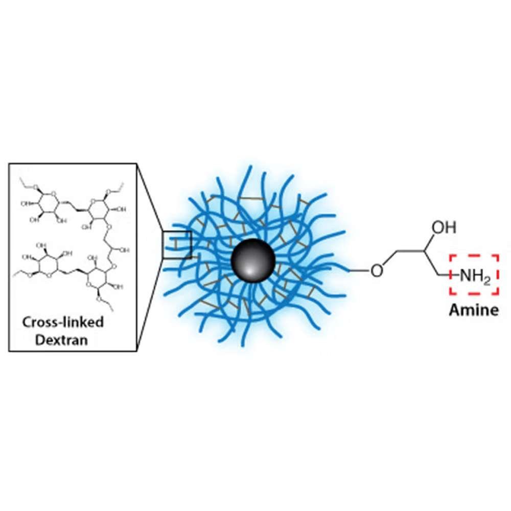 amine functionalized magnetic nanoparticles