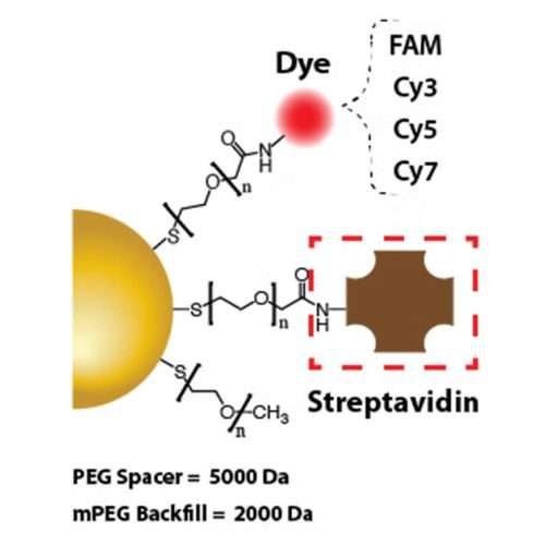 Gold nanoparticles functionalized with streptavidin, ready for bioconjugation in various research applications like immunodiagnostics and biosensors.