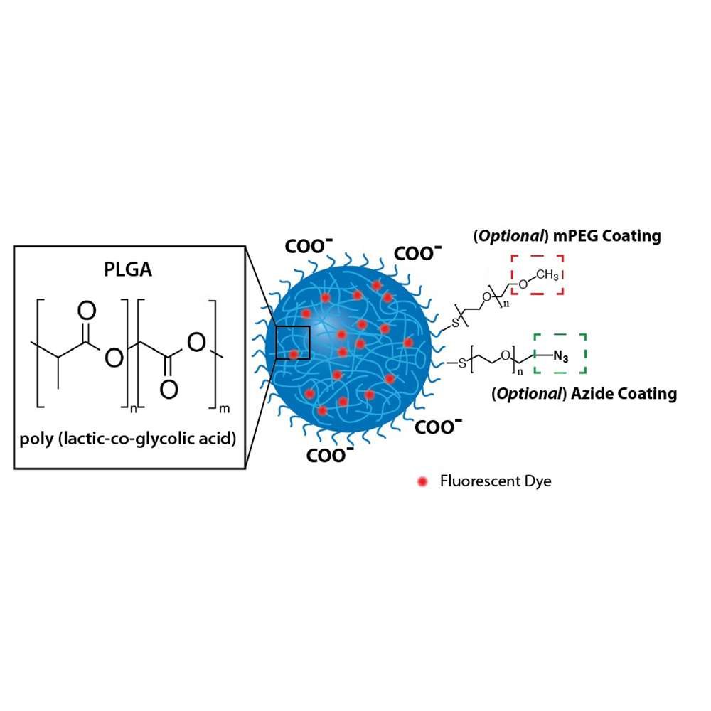 fluorescent plga nanoparticles