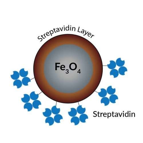 streptavidin coated magnetic beads