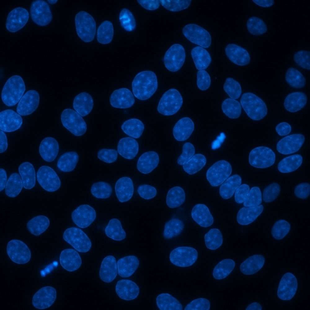 DAPI nuclear stain