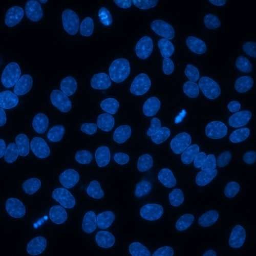 DAPI nuclear stain